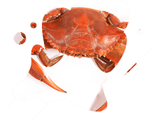 خرچنگ - شرکت فن آوران دریا