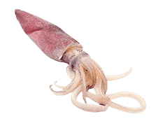 انکاس - عنکاس - ماهی مرکب شرکت فن آوران دریا (سهامی خاص)